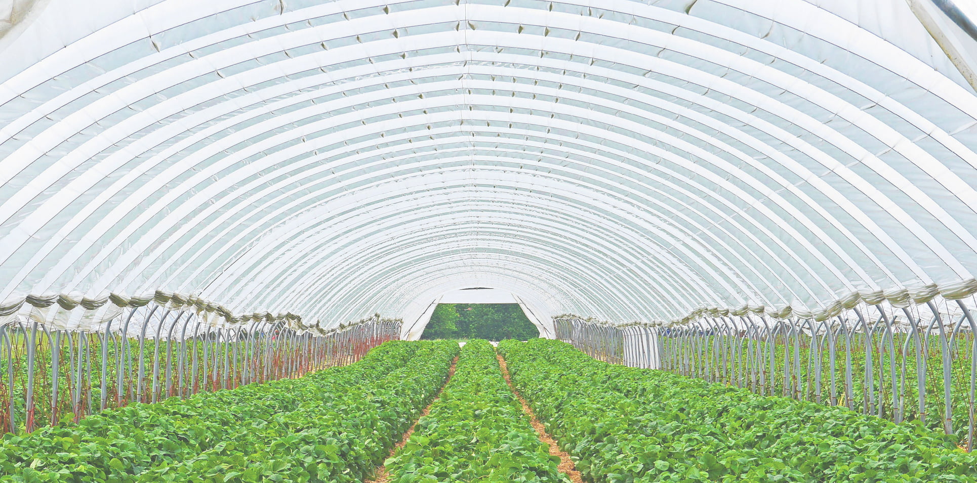 炭酸カルシウムが含まれる物のイメージ