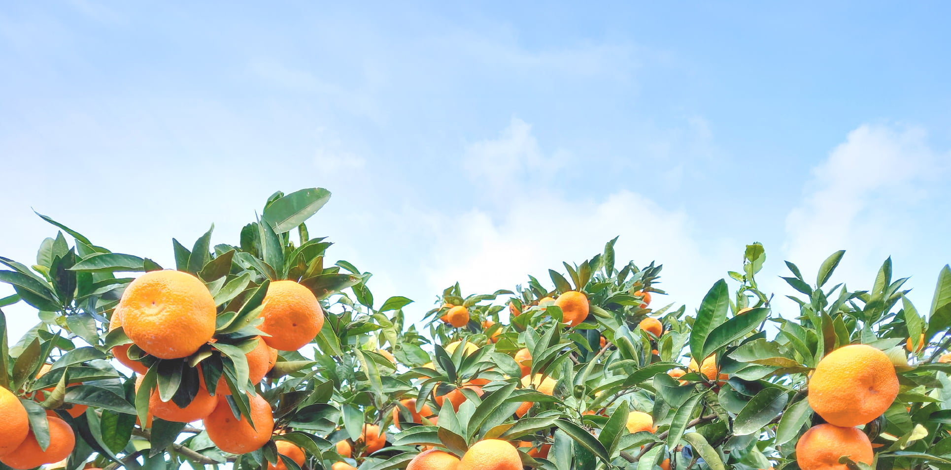 炭酸カルシウムが含まれる物のイメージ