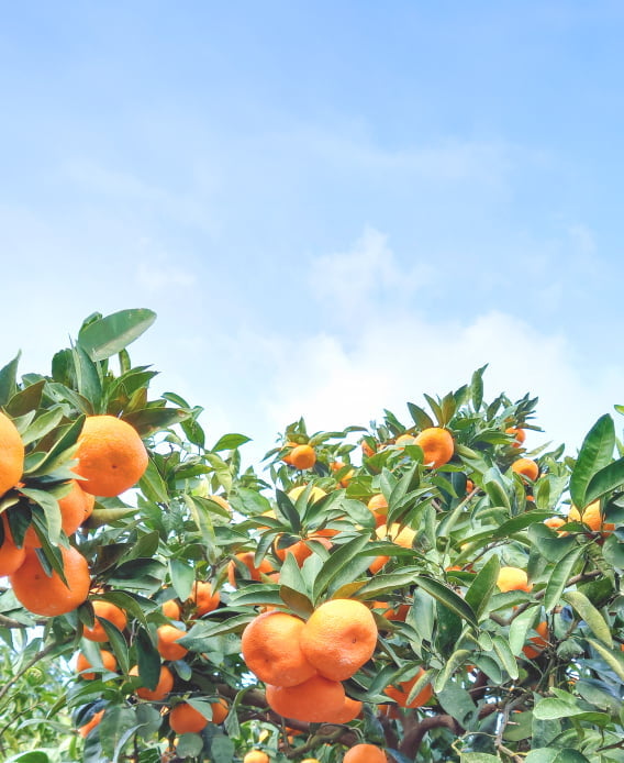 炭酸カルシウムが含まれる物のイメージ