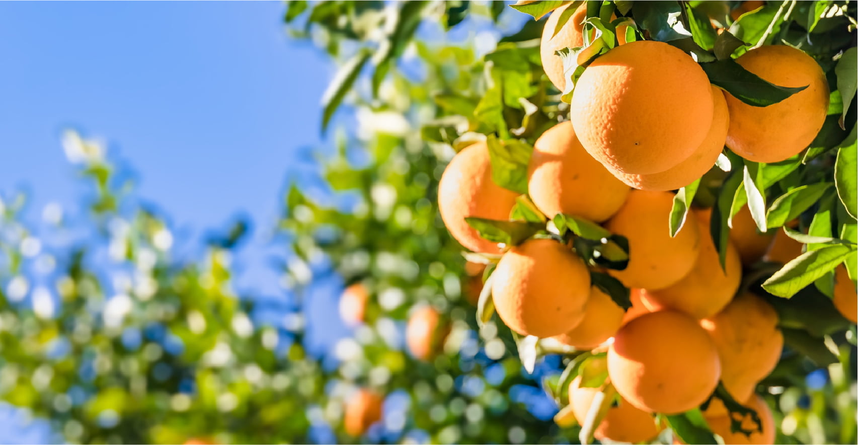 新鮮なフルーツ