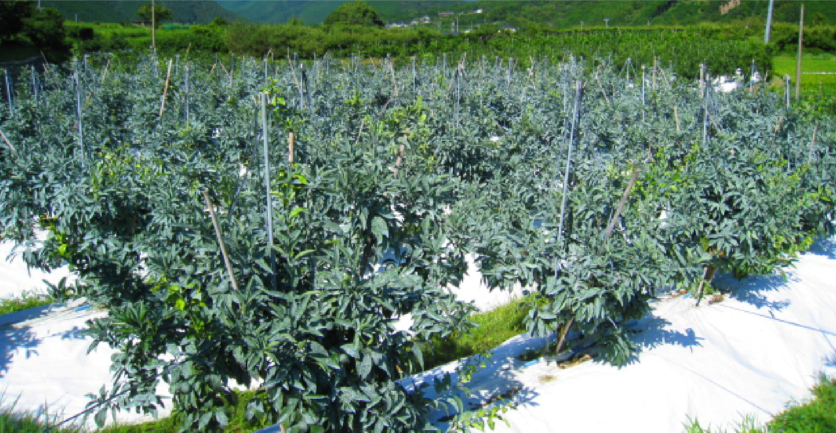 ホワイトコートを散布して強い太陽光から守られた果実の葉