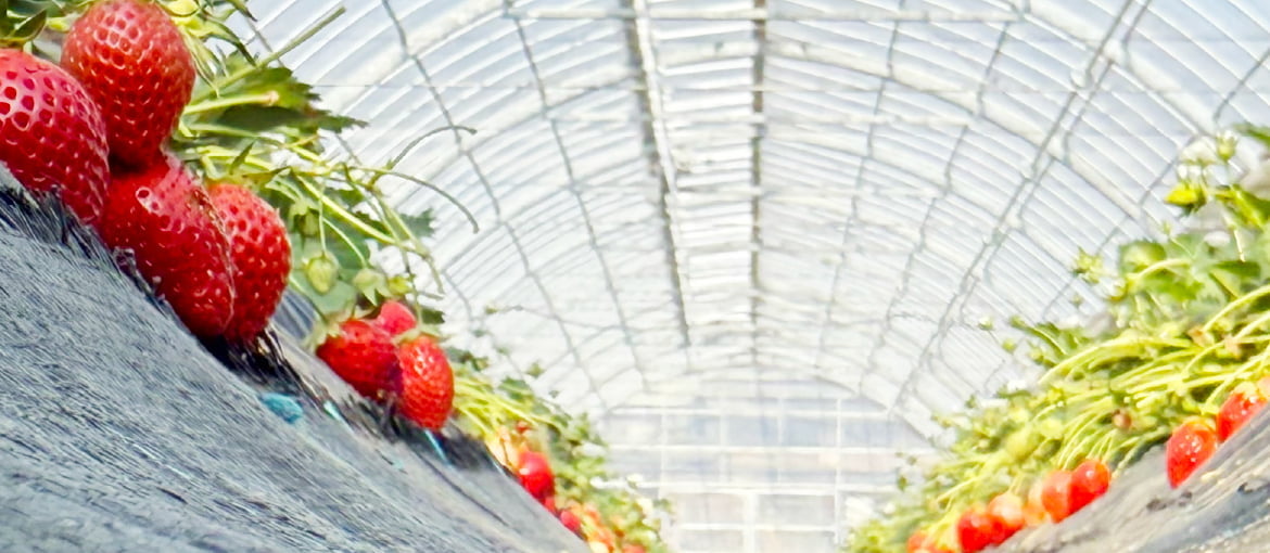 ホワイトクールを使用してハウスの高温対策をした様子