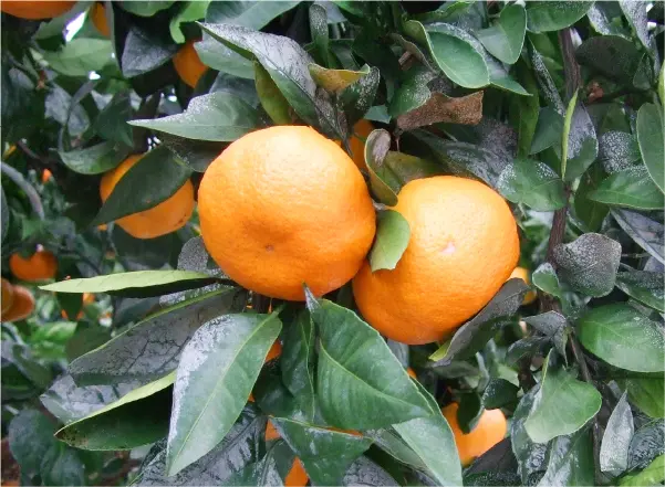 ホワイトコートを噴霧して日焼け軽減されたみかん