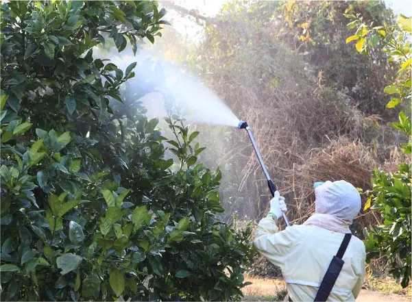 ホワイトコートを果実の葉に噴霧している様子