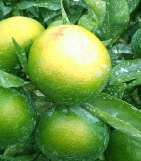 白斑残りについて