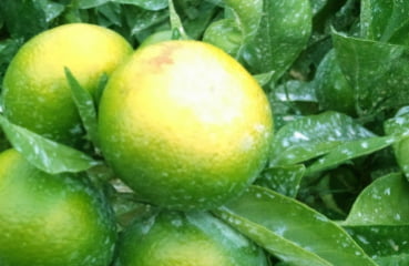 白斑残りについて