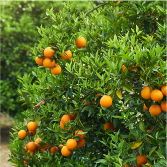 ホワイトクールを使用してハウスの高温対策をした様子