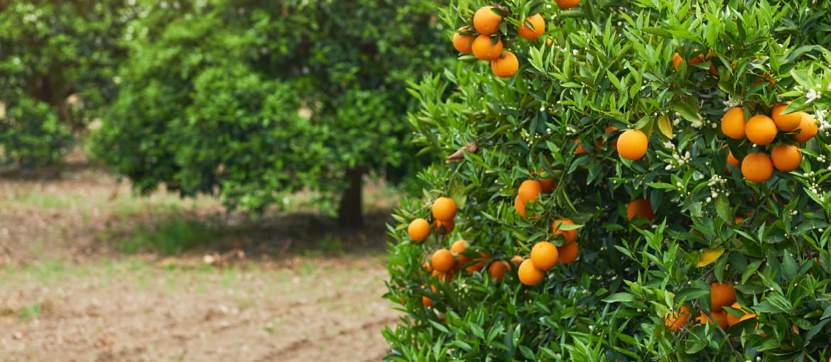 ホワイトクールを使用してハウスの高温対策をした様子