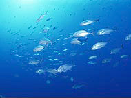 PHOTO 01 : Extract & Seasoning