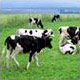 IMAGE : Livestock breeding