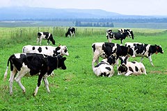 PHOTO : Livestock breeding