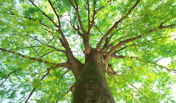 事業ごみ削減による環境保全を象徴する森の画像